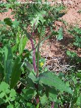 Lechuga silvestre - Lactuca virosa. Navas de San Juan