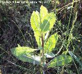 Lechuga silvestre - Lactuca virosa. Navas de San Juan