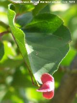 Bonetero de Cazorla - Euonymus latifolius. Pea del Olivar - Siles