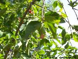 Bonetero de Cazorla - Euonymus latifolius. Pea del Olivar - Siles