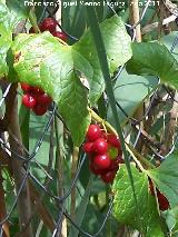 Grosellero - Ribes rubrum. Pea del Olivar - Siles