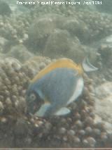 Pez cirujano de garganta blanca - Acanthurus leucosternon. Maldivas