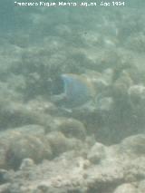 Pez cirujano de garganta blanca - Acanthurus leucosternon. Maldivas