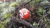 Seta matamoscas - Amanita muscaria. 