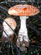 Seta matamoscas - Amanita muscaria. 