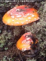 Seta matamoscas - Amanita muscaria. 