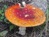 Seta matamoscas - Amanita muscaria. Barranco de Eriste