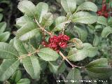 Lentisco - Pistacia lentiscus. Encina Hermosa - Castillo de Locubn