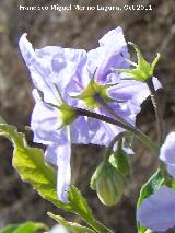 Trompillo - Solanum elaeagnifolium. San Miguel - Linares