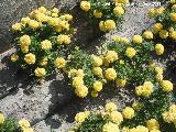 Clavel moro - Tagetes erecta. Jardn Botnico - Jan