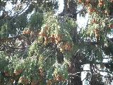 Cedro de incienso - Calocedrus decurrens. Parque del Seminario - Jan