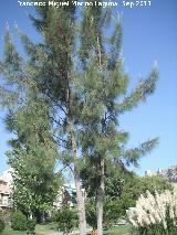 Pino australiano - Casuarina cunninghamiana. Parque del Seminario - Jan