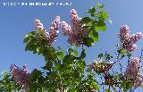 Lilo - Syringa vulgaris. Navas de San Juan