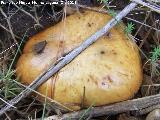 Bojn - Suillus granulatus. Mingo - Jan