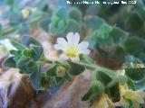 Dragoncillo - Chaenorrhinum glareosum. Contadero - Los Villares