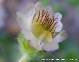 Dragoncillo - Chaenorrhinum glareosum. La Veleta - Los Villares