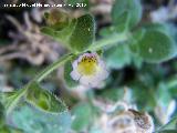 Dragoncillo - Chaenorrhinum glareosum. La Veleta - Los Villares