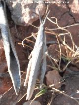 Saltamontes palo - Truxalis nasuta. Cerro de la Atalaya - Navas de San Juan