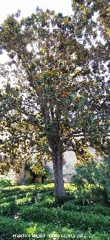 Magnolio - Magnolia grandiflora. Magnolio. Castillo Palacio de los Ribera - Bornos