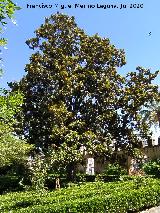Magnolio - Magnolia grandiflora. Magnolio de Bornos. Castillo Palacio de los Ribera - Bornos