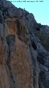 Cerro Alto de la Serrezuela. Cabra montesa