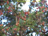 Majuelo - Crataegus monogyna. Los Villares