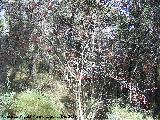 Majuelo - Crataegus monogyna. La Olla - Los Villares