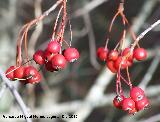 Majuelo - Crataegus monogyna. La Olla - Los Villares