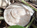 Caracol chapa - Iberus gualtieranus gualtieranus. Cerro de Santa Catalina - Jan