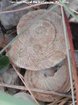 Caracol chapa - Iberus gualtieranus gualtieranus. Cerro de Santa Catalina - Jan