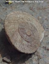 Caracol chapa - Iberus gualtieranus gualtieranus. Cerro de Santa Catalina - Jan