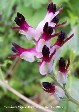 Fumaria blanca - Fumaria capreolata. Cerro Veleta - Jan