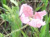 Adormidera - Papaver somniferum. Castillejo - Crcheles