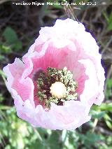 Adormidera - Papaver somniferum. Castillejo - Crcheles