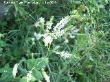 Mastranzo - Mentha suaveolens. Nacimiento del Ro San Juan - Castillo de Locubn