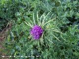 Cardo mariano - Silybum marianum. Navas de San Juan