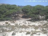 Pino resinero - Pinus pinaster. Sierra de la Plata - Tarifa