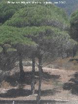 Pino resinero - Pinus pinaster. Sierra de la Plata - Tarifa