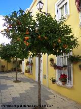 Naranjo amargo - Citrus aurantium. Los Villares