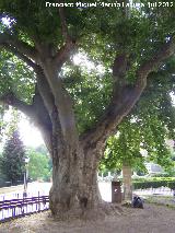 Pltano oriental - Platanus orientalis. Pltano de Biar