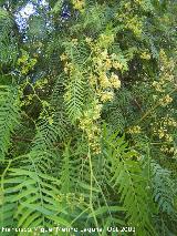 Lentisco del Per - Schinus molle. Hojas y flores. Pegalajar