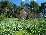 Caada de las Hazadillas. Paraje