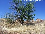 Cortijo de Canuto. 