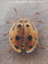 Mariquita blanca - Harmonia axyridis. 