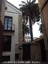 Convento de la Concepcin. Palmeras del claustro