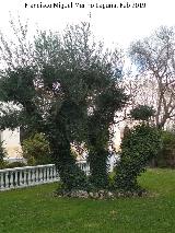 Olivo - Olea europaea. Troncos con yedra. Casino de Jabalcuz - Jan