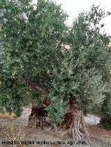 Olivo - Olea europaea. Olivo centenario del Puente de la Sierra