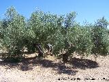 Olivo - Olea europaea. Navas de San Juan