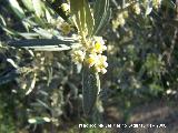 Olivo - Olea europaea. Navas de San Juan