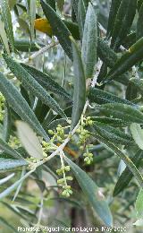 Olivo - Olea europaea. Capullos florales. La Veleta - Los Villares